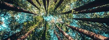 Bfc research and development sdn bhd, 'bfc' for short, is a company registered in malaysia and governed by an executive committee comprised of representatives from each of the member companies. About Us Forest Plantation Development