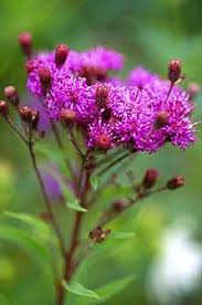 Image result for Vernonia myriantha