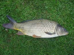 (12 proverbs) march whisquer was never a good fisher. 49 Of The Best Fishing Quotes Of All Time