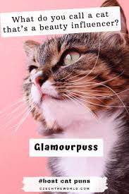 Space puns motivational by sliencemaster on deviantart. 205 Best Cat Puns That Are Simply Paw Some
