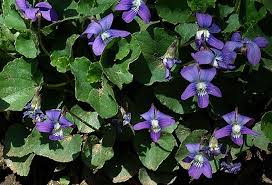 We did not find results for: First Pennsylvania Wildflowers You Re About To See Pennlive Com