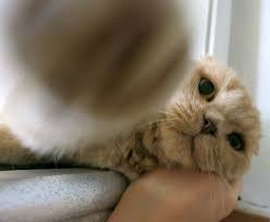 The scottish fold munchkins are a cross between a scottish fold and a munchkin cat. Scottish Fold Fold Munchkins Munchkin Cats Fat Face Cat British Shorthair Cute Kitty Kitten Yellow Cat Basil Farrow Kawaii Neko Fat Cat Munchkin Kitten Scottish Fold Kitten Baby Cat