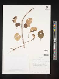 Image result for Pseudoprosopis