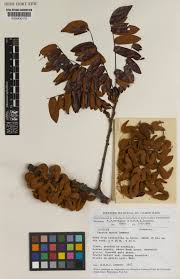 Image result for Cnestis