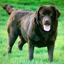 Labrador dog hund braun hundeblick doggylove from chocolate lab puppies for sale near me. English Labrador Puppies Pets And Animals For Sale Texas