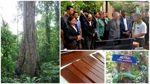 Potensi penanaman pokok malberi malaysia. Pokok Merbau Diisytihar Pokok Kebangsaan Malaysia Ini 5 Fakta Tentangnya