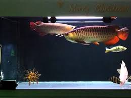 Harga fish bowl shella 1.5 liter / aquarium bulat / toples ikan. 10 Jenis Ikan Hias Populer Yang Mudah Dipelihara