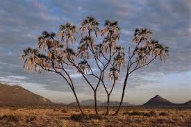 Image result for Hyphaene