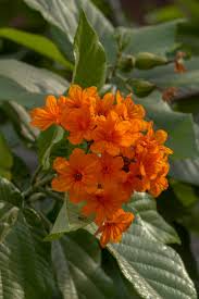 Image result for Cordia senegalensis