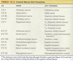 cranial nerve examination osteopathicthoughts