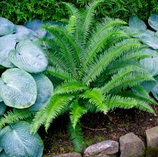 Image result for Polystichum