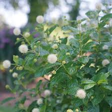 Image result for Cephalanthus