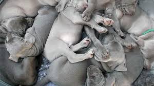 Advice from breed experts to make a safe choice. The Most Popular Weimaraner Names Of 2020 Dog Names From Rover
