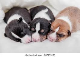 Newborn Puppy Images Stock Photos Vectors Shutterstock