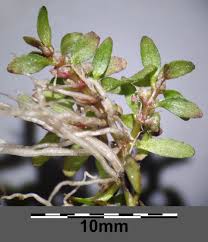 Image result for Elatine