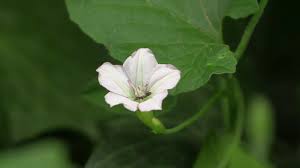 Image result for Convolvulus farinosus