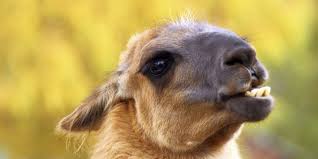 Male and female animals name list. Male Llamas Bite Off Each Other S Genitalia Knowledgenuts
