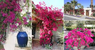 Последние твиты от bougainville (@bougainville_b). 10 Bougainvillea Uses For Gardeners Landscaping With Bougainvillea