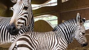 Zebras are animals that are found inhabiting the open grasslands and plains of east and southern africa where they spend almost of their time grazing on the grasses. Teen Charged With Trespassing For Jumping In Zebra Habitat At Oklahoma City Zoo