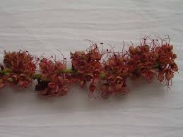 Image result for Tessmannia anomala