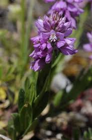 Image result for Polygala capillaris