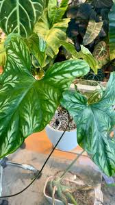 Image result for Cercestis