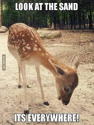 Look At The Sand Deer Meme Funny Animal Videos Funny Deer