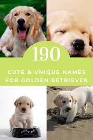190 Cute Unique Names For Golden Retriever Girl Dog Names Female Dog Names Best Dog Names