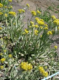 Image result for Gnaphalium