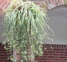 Image result for Chlorophytum colubrinum