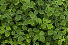 Simplement, il est conseillé d'éviter de le laisser fleurir pour qu'il ne puisse pas. Top 10 Des Pires Mauvaises Herbes Du Jardin Jardiner Facile