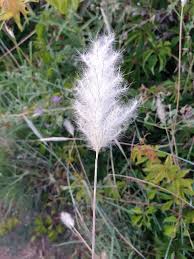Image result for Bothriochloa radicans