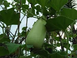 Posted in budidaya sayur tagged budidaya labu kuning dalam polybag budidaya labu kuning pdf bunga labu kuning rontok cara menanam labu siam dari buahnya cara mengawinkan labu kuning cara merawat labu siam agar berbuah lebat jarak tanam waluh jenis pupuk untuk tanaman waluh jenis waluh dan cara. Labu Nya Siap Untuk Dipanen Dan Tips Menanam Nya Agar Berbuah Banyak Dan Besar Steemit