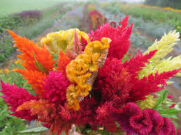 Plume Celosia In Assorted Colors July To Early October Green Bright Pink Bronze Muted Pink Beautiful Flower Arrangements Celosia Flower Beautiful Flowers