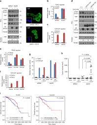 Einer geschichte zufolge besuchte er seine frau in seinem traum, sie wurde. Dishevelled Has A Yap Nuclear Export Function In A Tumor Suppressor Context Dependent Manner Nature Communications