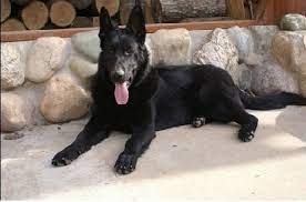In this guide, we cover details about their genetics, puppy costs. Solid Black German Shepherd Puppies For Sale Michigan