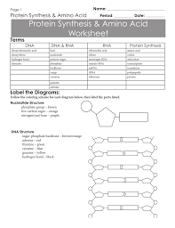 Protein Synthesis Amino Acid Worksheet