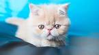 Five of the best cat breeds for families