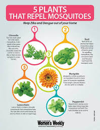 This hardy herb can adapt to dry or rocky, shallow soil and will thrive in your. 11 Best Plants To Repel Disease Carrying Mosquitoes From Your Home The Singapore Women S Weekly