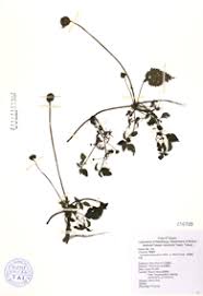 Image result for Lecanthus peduncularis