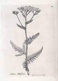 Achillea Yarrow Flower Herb Art Flower Drawing