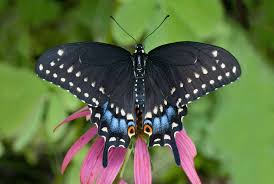Follow butterfly and native plant news at the texas butterfly ranch. Black Swallowtail Alabama Butterfly Atlas