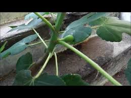 Forcez Votre Figuier A Produire Des Fruits Youtube