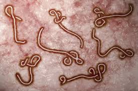 Viimeisimmät twiitit käyttäjältä ebola chan 2016 (@ebolachan2016). Guinea Declares Ebola Epidemic Following First Deaths Since 2016