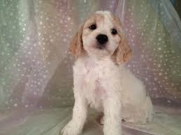 Check out our comprehensive look at cockapoo puppy colours. Tan And White Cockapoo Puppy For Sale In Iowa November 2012