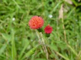 Image result for Emilia debilis