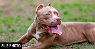 Goldendoodle dogs and puppies available for adoption near gainesville, boca raton, and st. Former Owner Of Rescue Pit Bull Shares Story After Unprovoked Attack Still Very Shaken By The Experience Dogsbite Blog