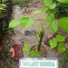 Daun dadap serep segar 500gram obat herbal shopee indonesia. Jual Produk Tanaman Daun Dadap Serep Termurah Dan Terlengkap Agustus 2021 Bukalapak