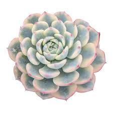 Image result for Humularia minima