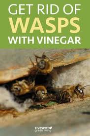 The sweet combination of sugar and apple cider. 48 Wasp Repellent Ideas In 2021 Wasp Repellent Wasp Natural Wasp Repellent